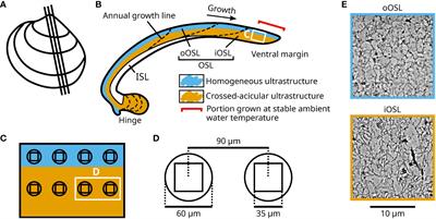 Sr/Ca in shells of laboratory-grown bivalves (Arctica islandica) serves as a proxy for water temperature – implications for (paleo)environmental research?